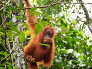 Wild Sumatran orangutan eating in the rainforest during a jungle trekking tour in Bukit Lawang, Gunung Leuser National Park, North Sumatra, Indonesia.