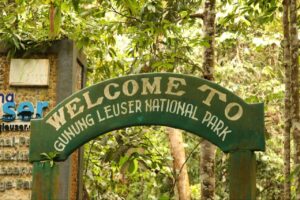 Bukit Lawang Travel Guide featuring Sumatran orangutans, rainforest trekking, Gunung Leuser National Park, and eco-tourism adventures in North Sumatra.