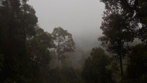 Misty tropical rainforest in Gunung Leuser National Park near Bukit Lawang, Sumatra, home of wild orangutans and one of the best destinations for Sumatra orangutan tours.