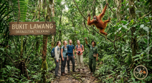 Small group of hikers and guide looking at a wild Sumatran Orangutan swinging in the dense Bukit Lawang rainforest canopy.