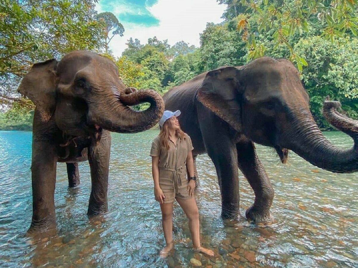 Tangkahan Elephants & Bukit Lawang