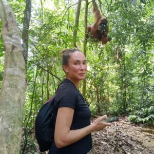 Tourist watching a Sumatran orangutan during jungle trekking in Bukit Lawang